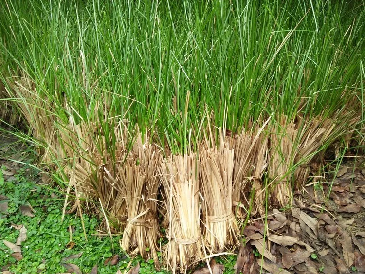 we're ウィアコロン ジェントル 100ml WEN 613® Replenishing Mist - Hair & Skin Hydration - WEN®